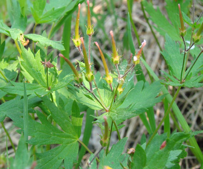 Image of Geranium krylovii specimen.