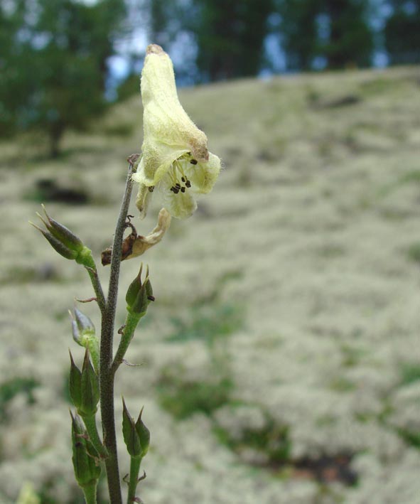 Image of Aconitum ranunculoides specimen.