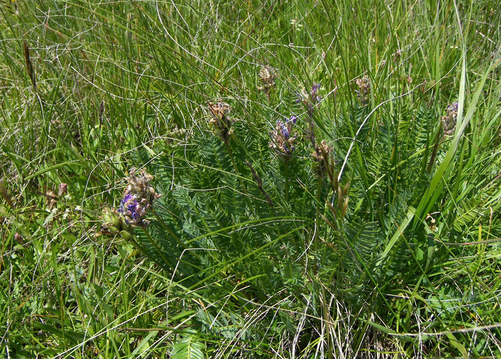 Image of Oxytropis lazica specimen.