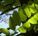 Robinia pseudoacacia. Часть листа. Украина, Херсонская обл., Чаплинский р-н, пос. Аскания-Нова, дендропарк. Август 2012 г.