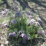 Pulsatilla vulgaris. Цветущее растение. Украина, г. Кривой Рог, Ботанический сад НАН Украины. 20.04.2009.