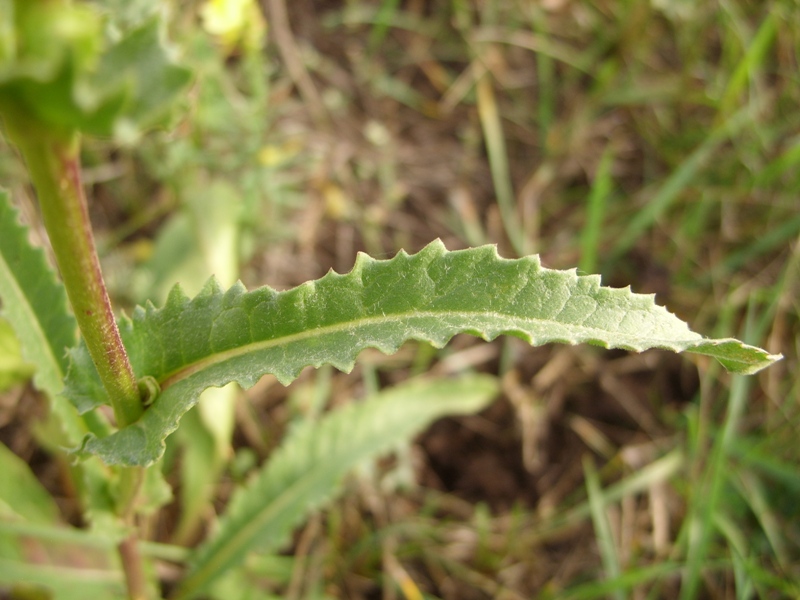 Image of Senecio paucifolius specimen.