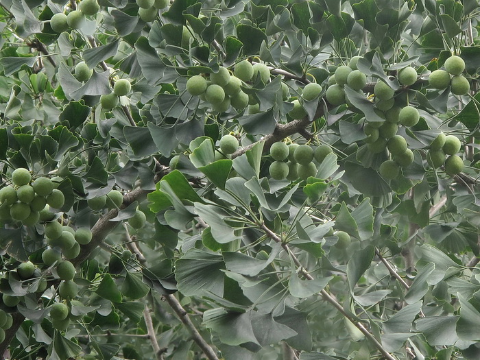 Image of Ginkgo biloba specimen.