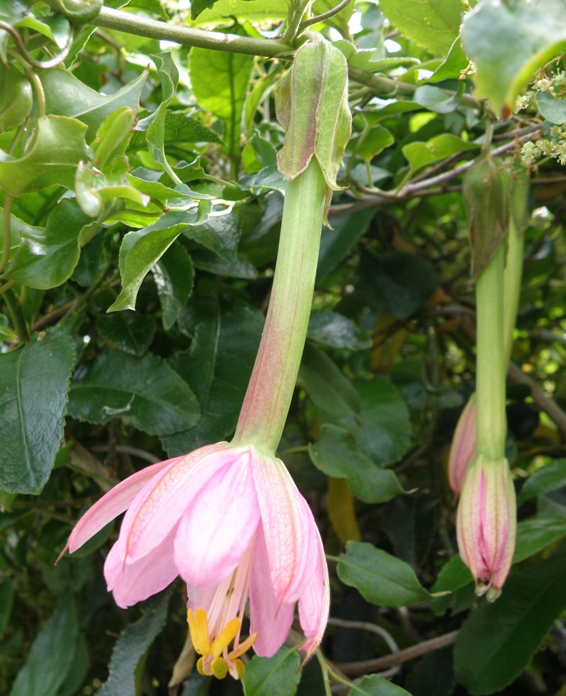 Image of Passiflora mixta specimen.