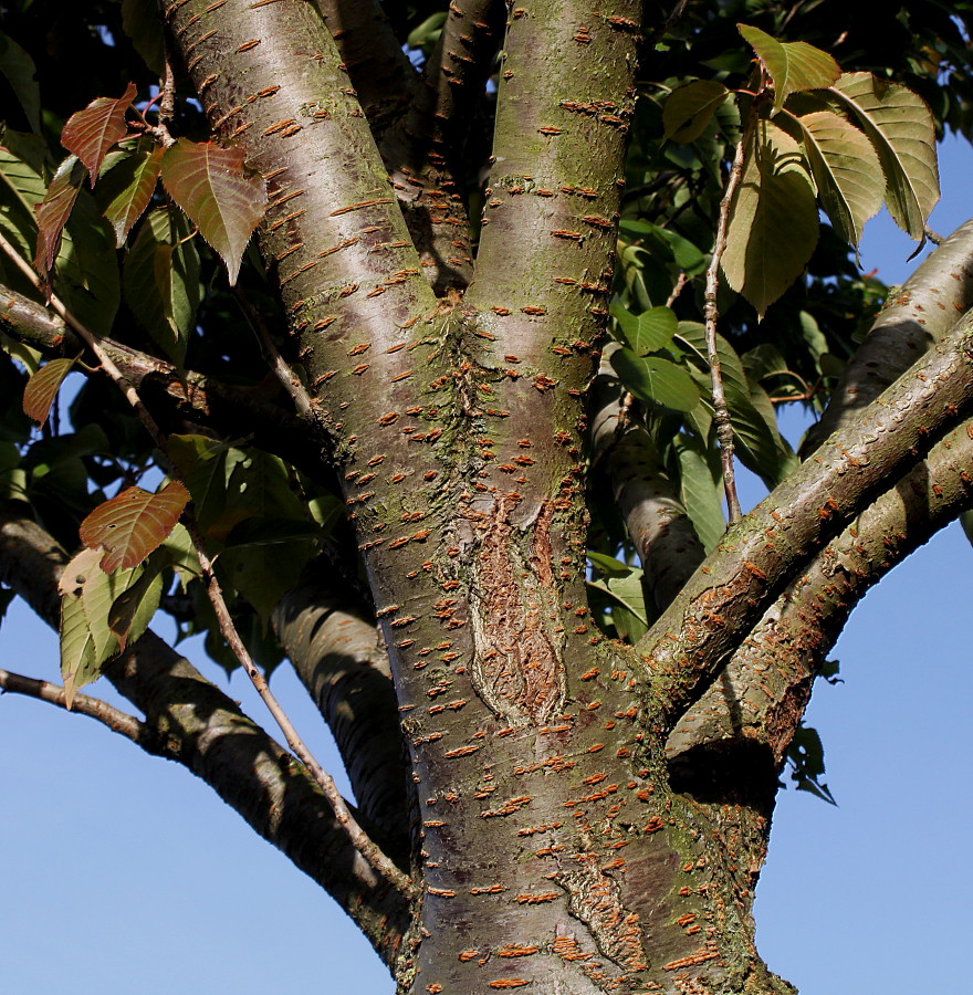 Image of Prunus serrulata specimen.