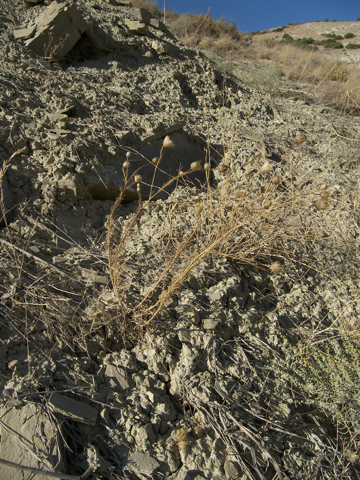 Изображение особи Callicephalus nitens.