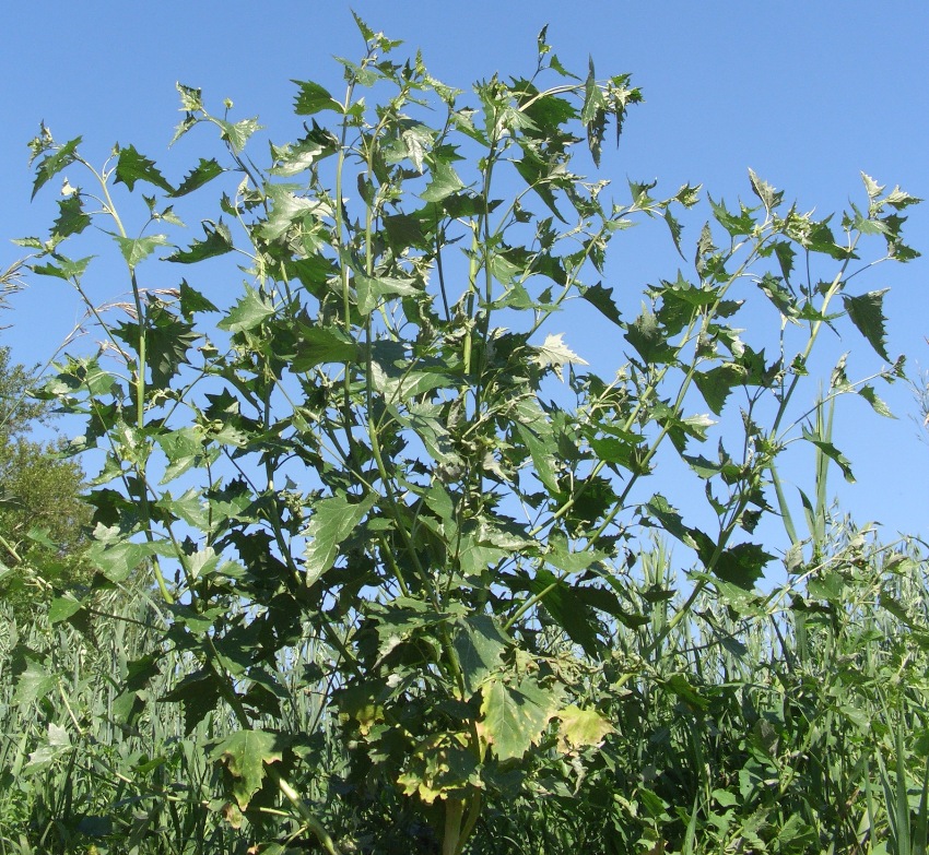 Image of Atriplex sagittata specimen.