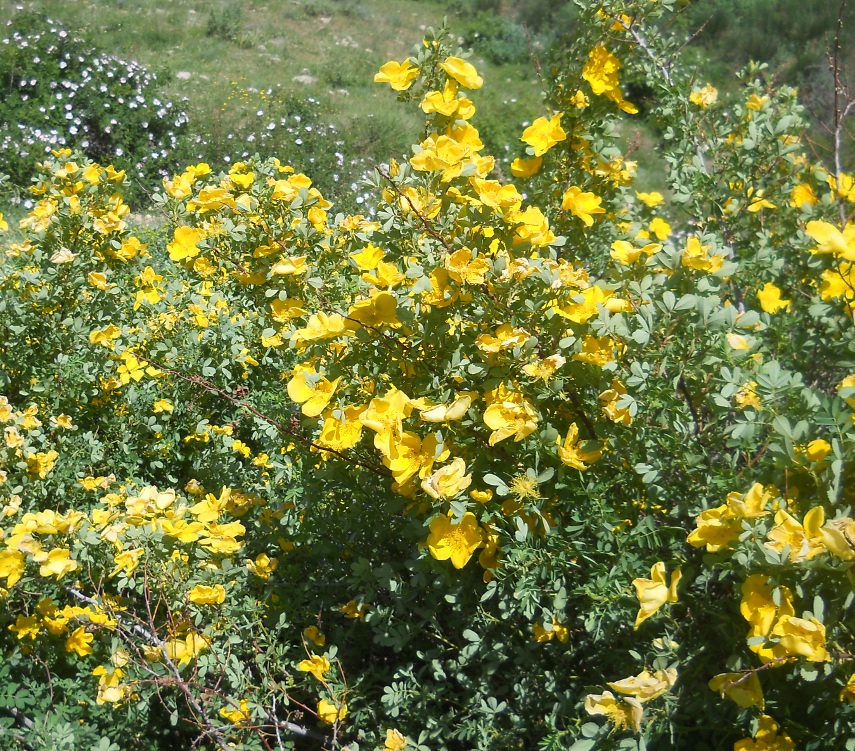 Image of Rosa hemisphaerica specimen.