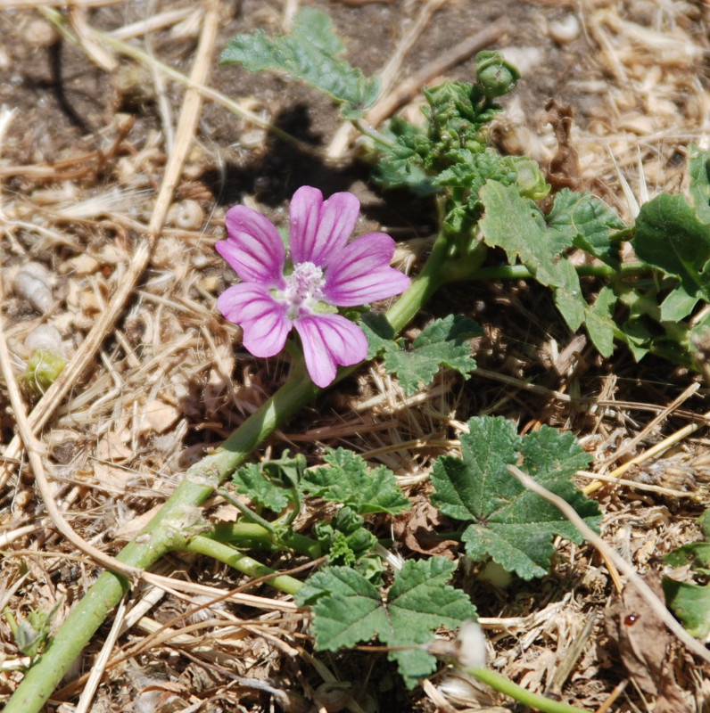 Изображение особи Malva sylvestris.