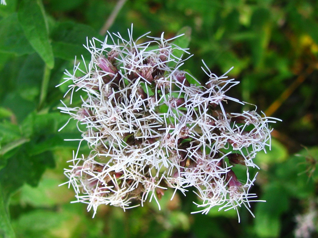 Image of Eupatorium cannabinum specimen.