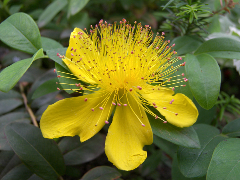 Изображение особи Hypericum calycinum.