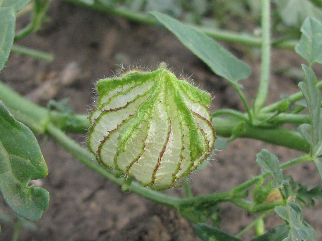 Image of Hibiscus trionum specimen.