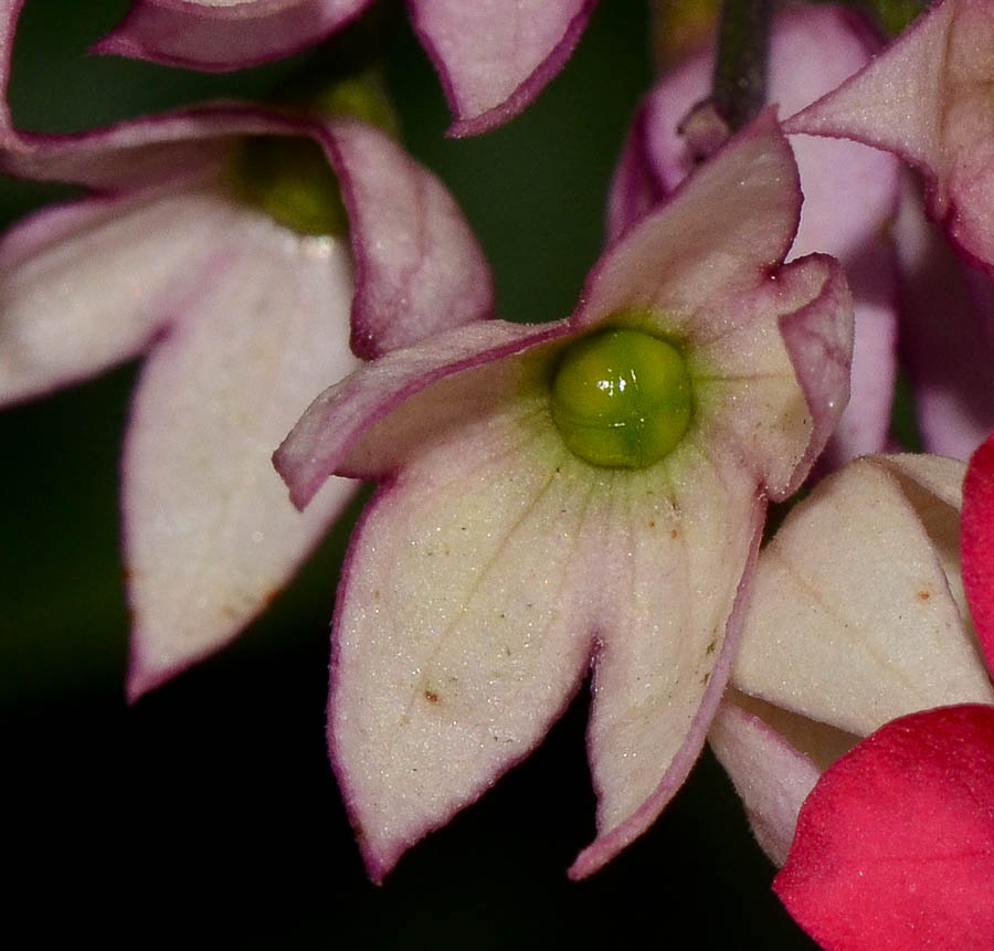 Изображение особи Clerodendrum thomsoniae.