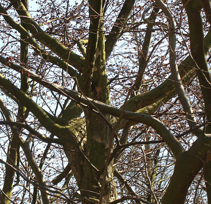 Image of Parrotia persica specimen.