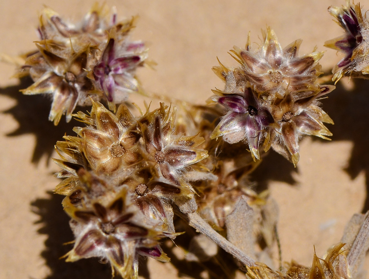 Image of Filago desertorum specimen.