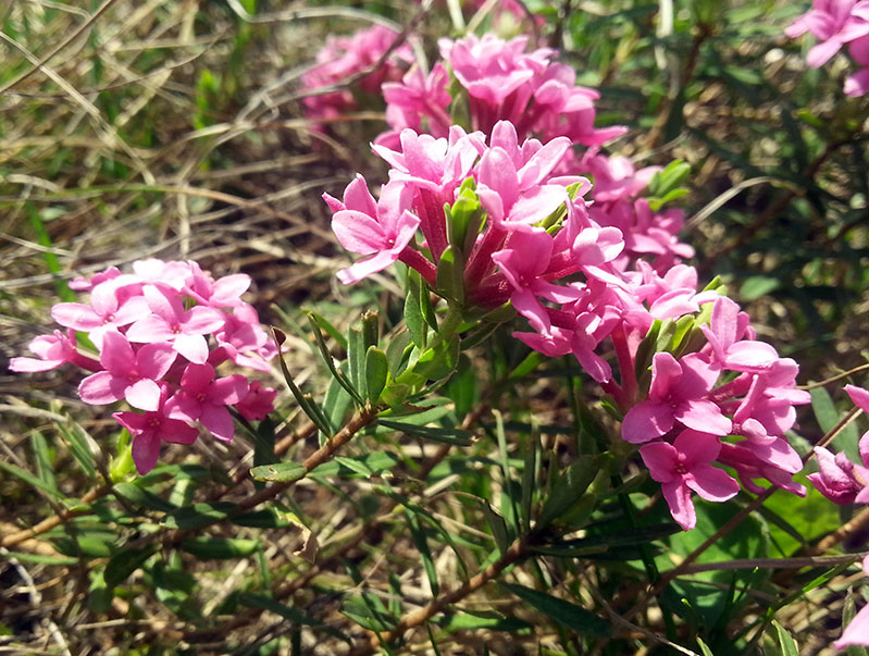 Image of Daphne cneorum specimen.