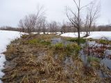 род Rumex. Группа растений. Камчатский край, Усть-Большерецкий р-н, в 16 км на Ю-В от пос. Апачи, пойма р. Шикова, вблизи от Апачинских термальных источников. 10.05.2013.