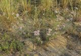 Asperula graveolens