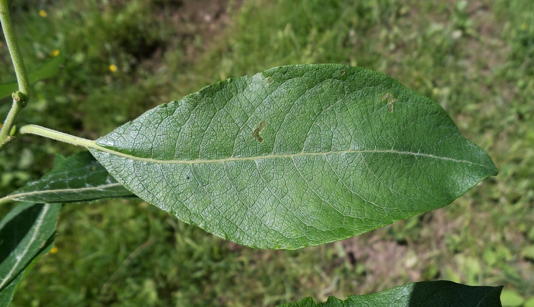 Image of Salix caprea specimen.