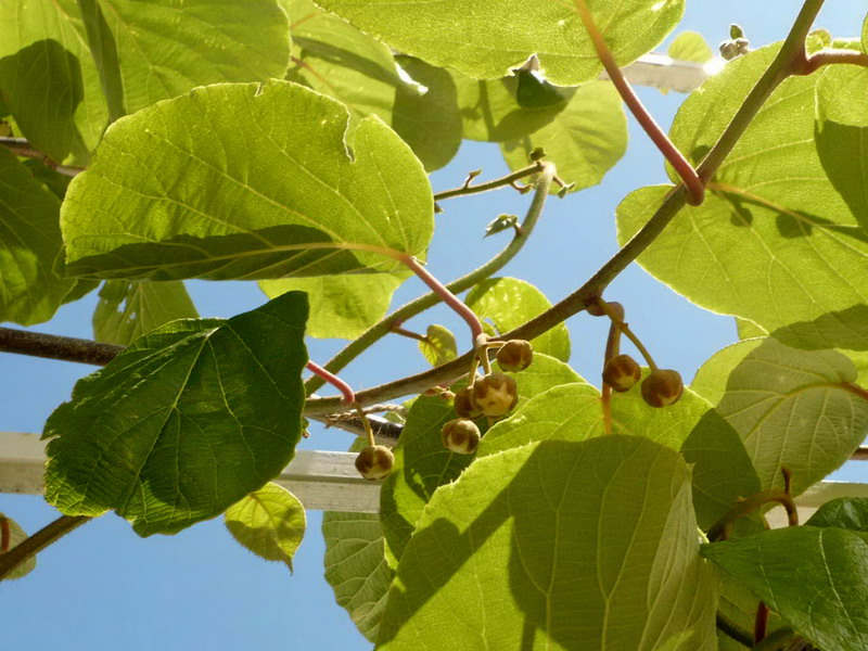 Image of Actinidia chinensis var. deliciosa specimen.