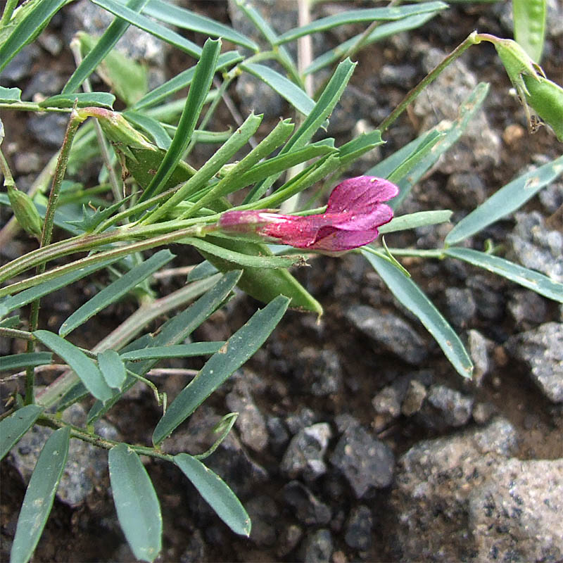 Image of Vicia cappadocica specimen.