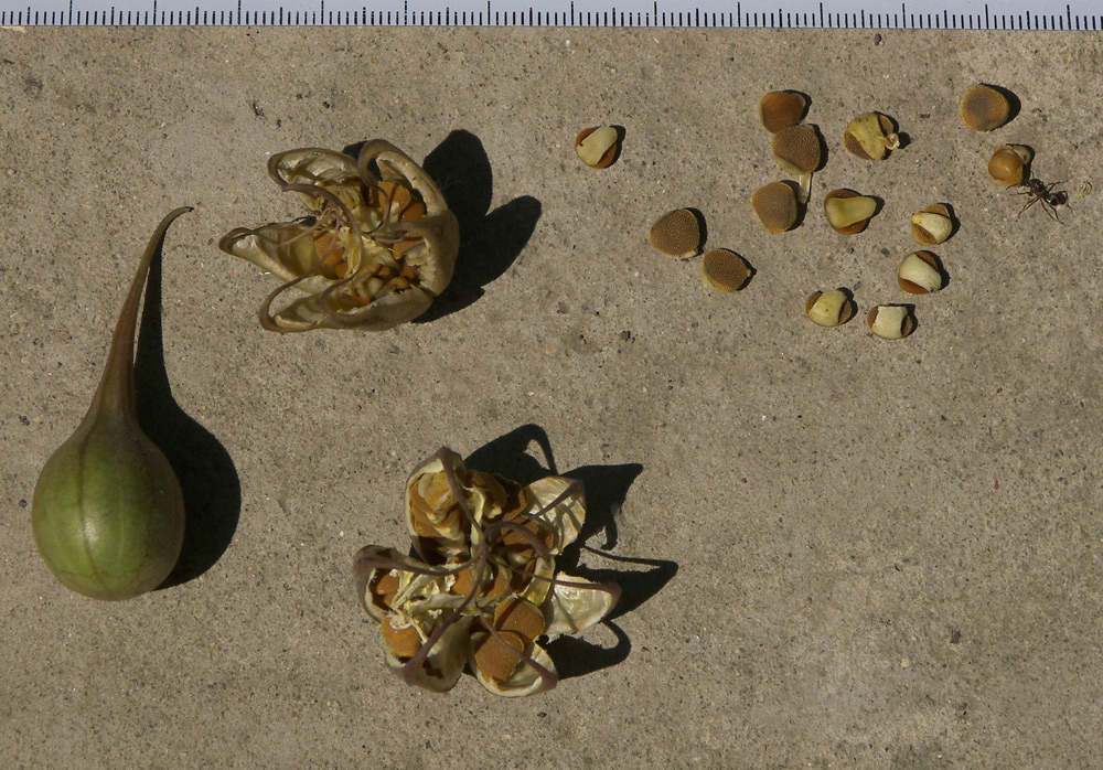 Image of Aristolochia steupii specimen.