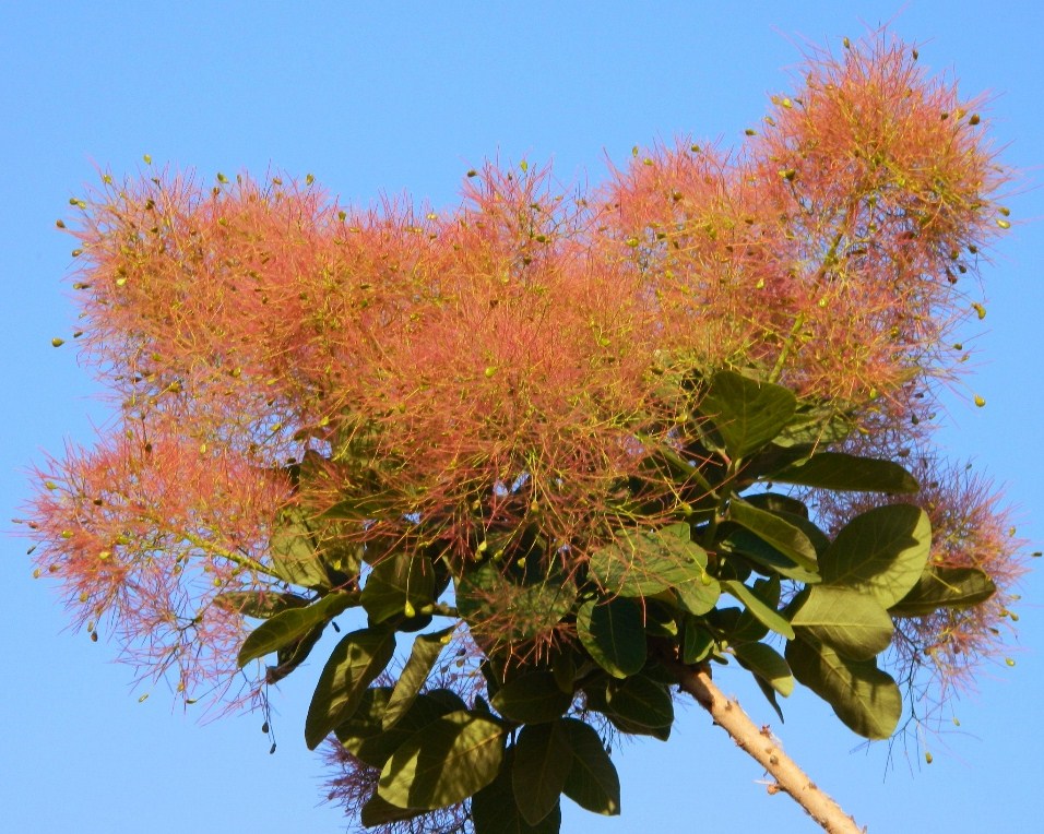 Image of Cotinus coggygria specimen.