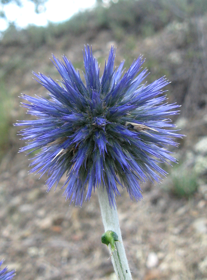 Изображение особи Echinops armatus.