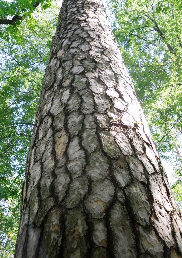 Image of Pinus sylvestris specimen.