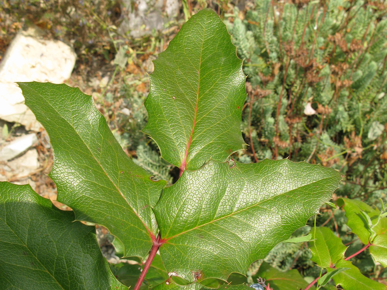 Изображение особи Mahonia aquifolium.