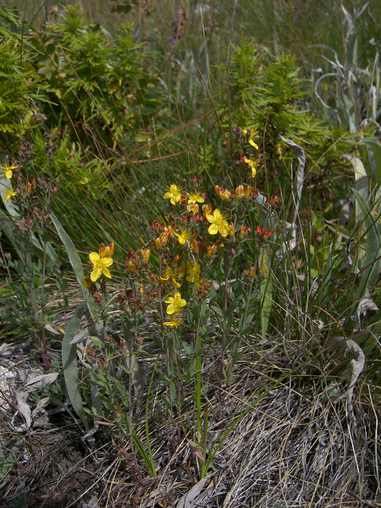 Image of Hypericum linarioides specimen.