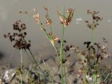 Juncus articulatus. Верхушки побегов с соплодиями. Краснодарский край, окр. г. Крымск, берег р. Адагум. 01.09.2013.