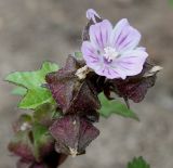 familia Malvaceae. Соцветие с цветком, бутоном и отцветшими цветками. Германия, г. Krefeld, Ботанический сад. 11.08.2013.