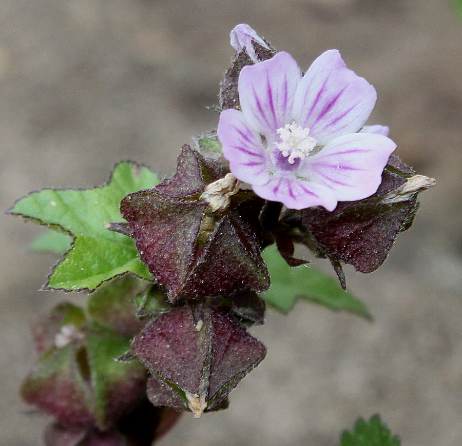 Изображение особи семейство Malvaceae.