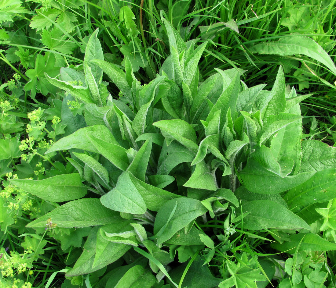 Image of Centaurea phrygia specimen.