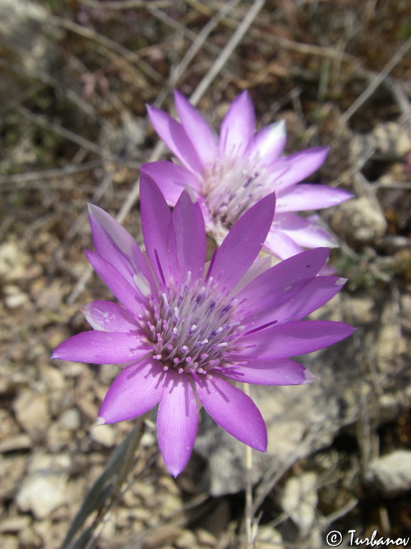 Image of Xeranthemum annuum specimen.