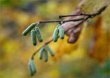 Corylus avellana