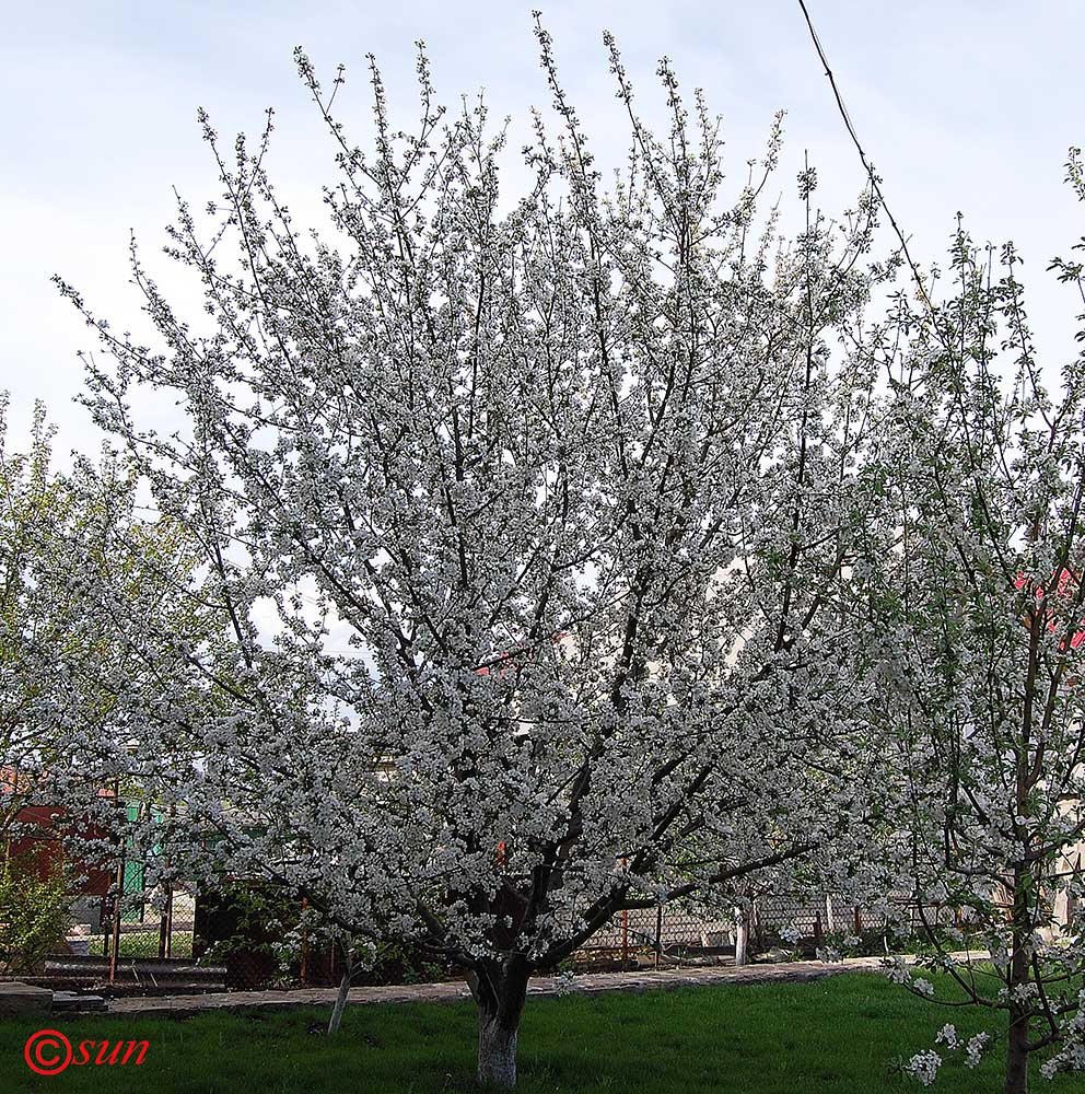 Изображение особи Malus domestica.