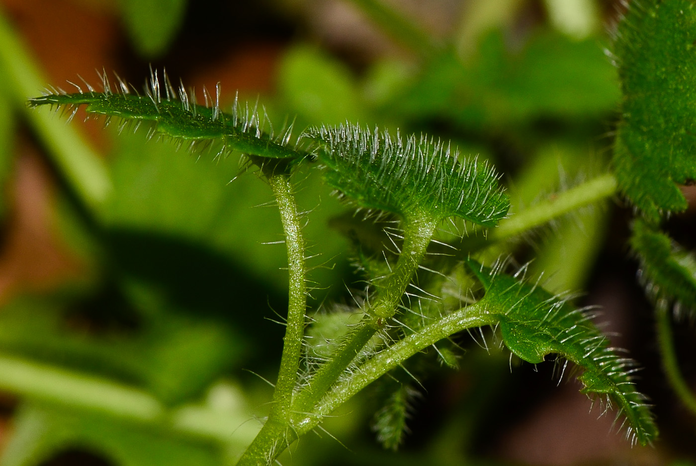 Image of Veronica cymbalaria specimen.