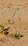 Brassica sisymbrioides. Цветущее и плодоносящее растение. Израиль, Шарон, г. Герцлия, рудеральное местообитание. 22.02.2014.