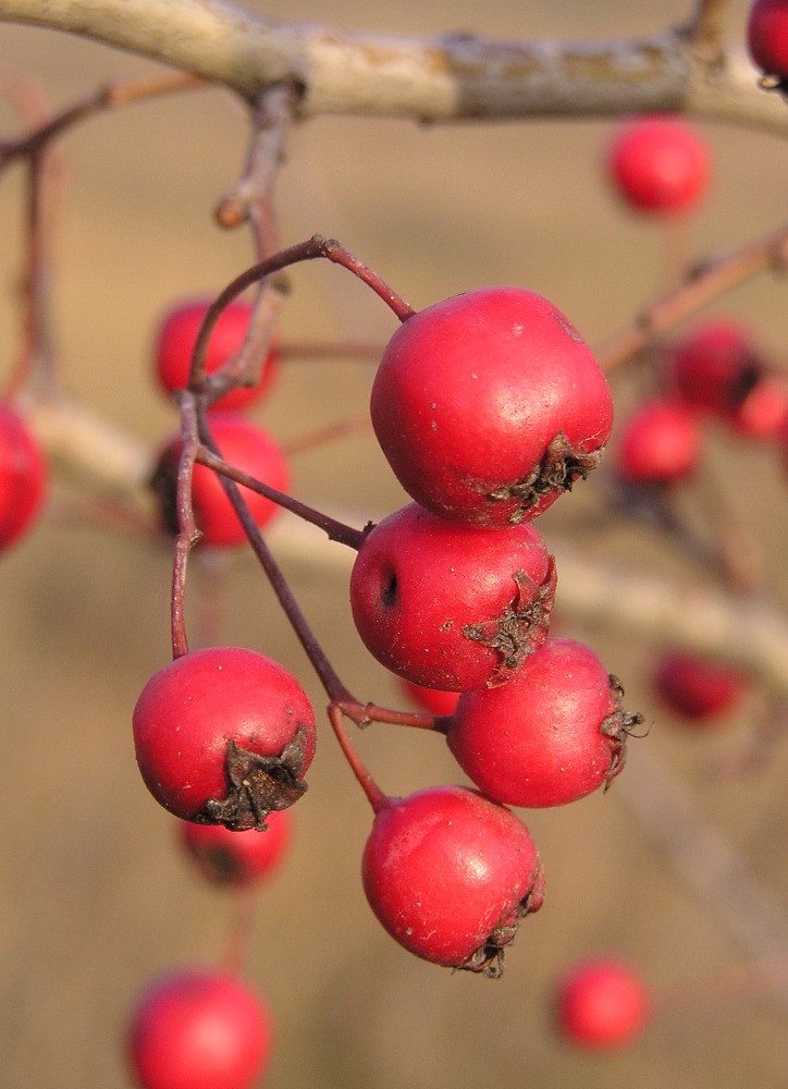 Image of Crataegus rhipidophylla specimen.