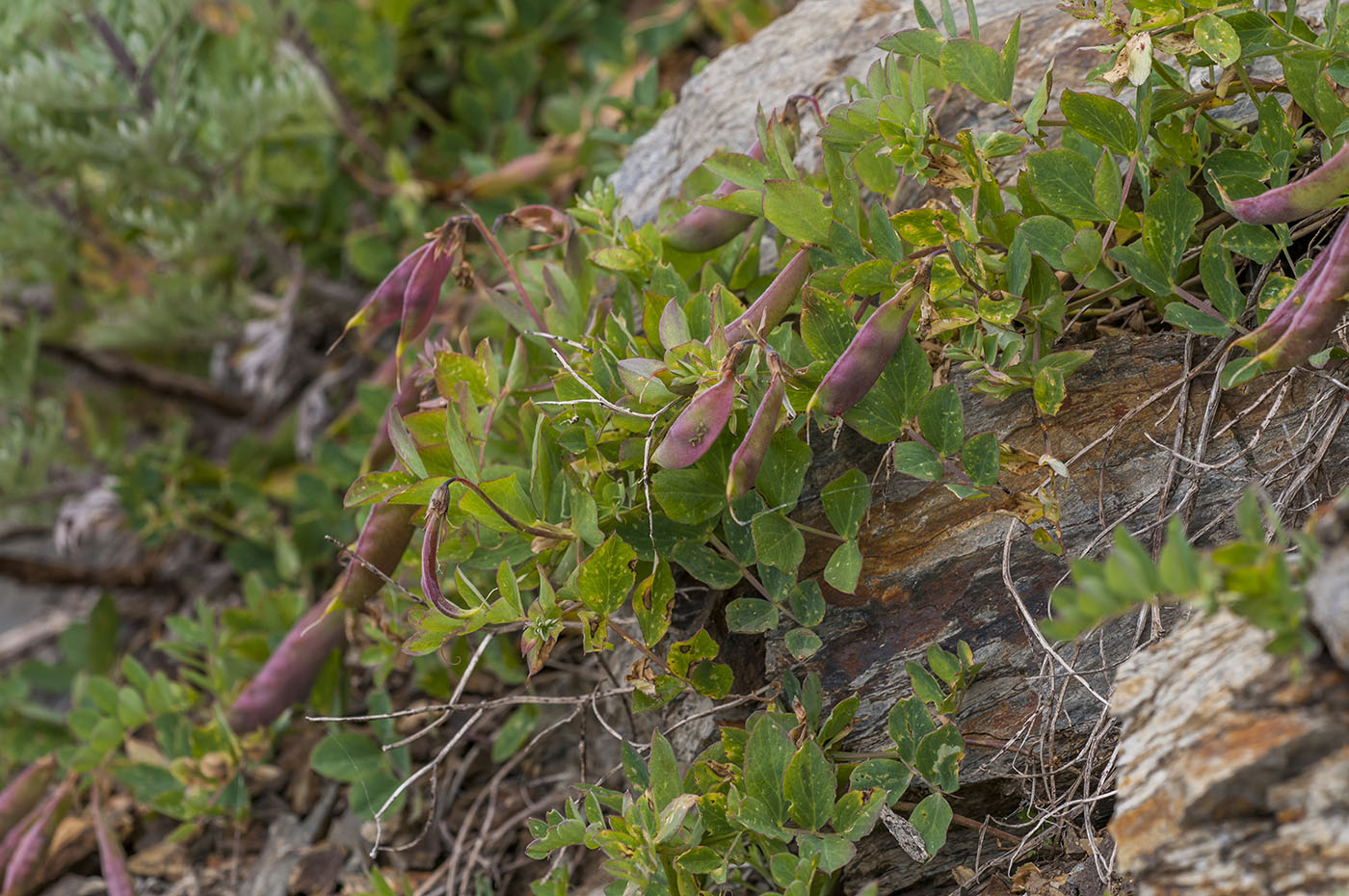 Изображение особи Lathyrus japonicus.