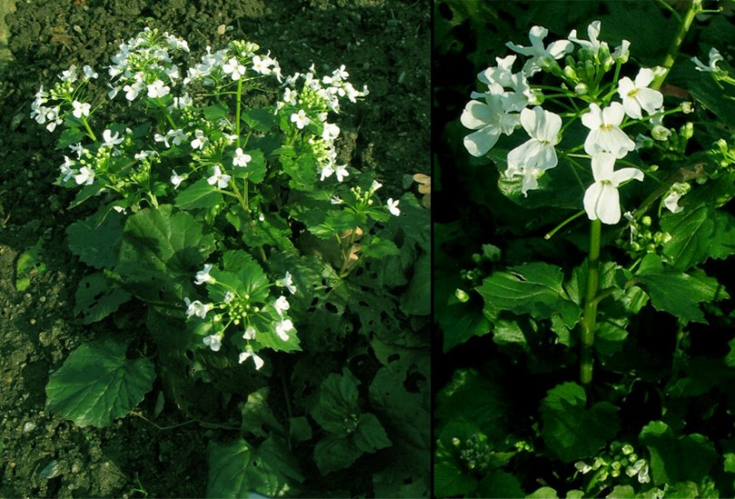 Image of Pachyphragma macrophyllum specimen.