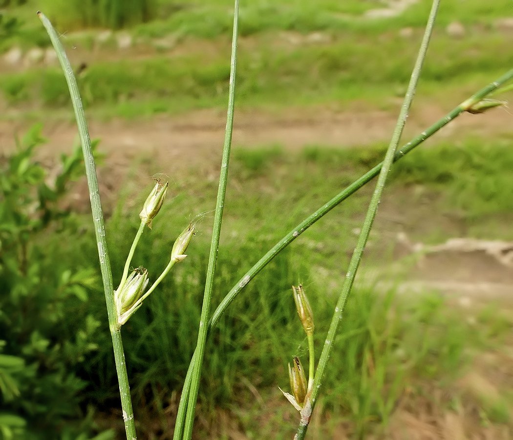 Image of Juncus brachyspathus specimen.