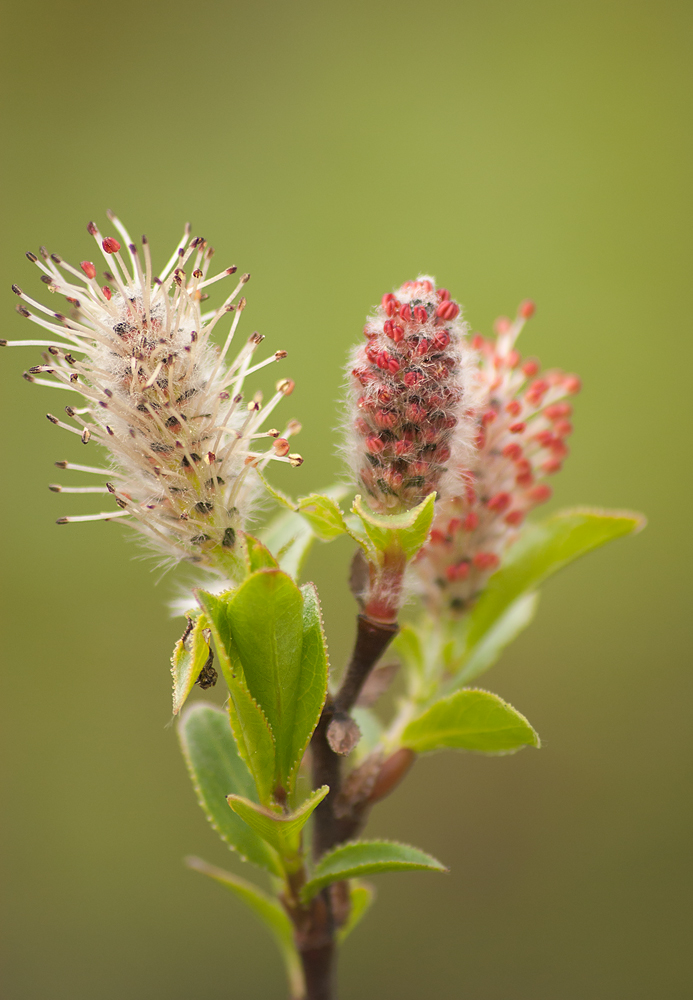 Image of Salix myrsinites specimen.