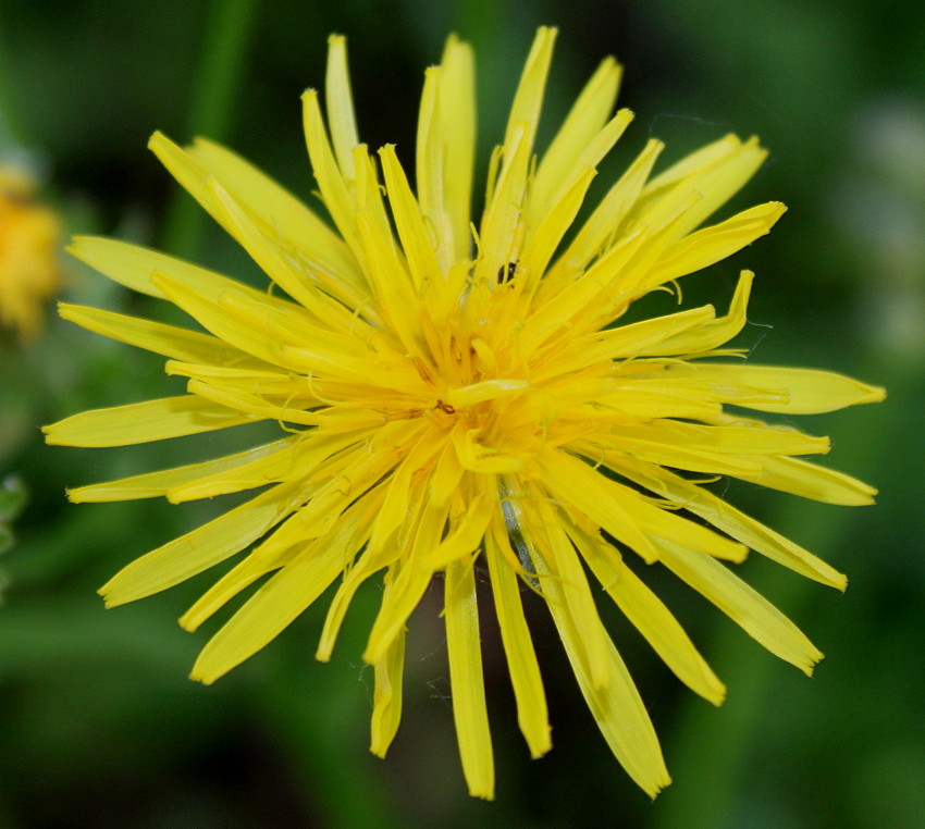 Image of Crepis biennis specimen.