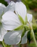 Geranium pratense. Цветок (белая форма; вид со стороны цветоножки). Германия, г. Дюссельдорф, Ботанический сад университета. 02.06.2014.