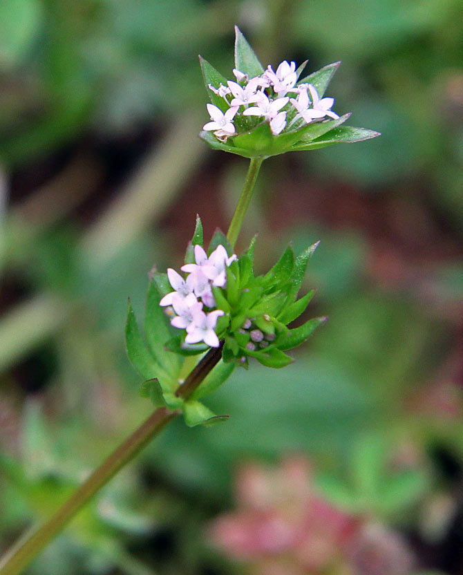 Image of Sherardia arvensis specimen.