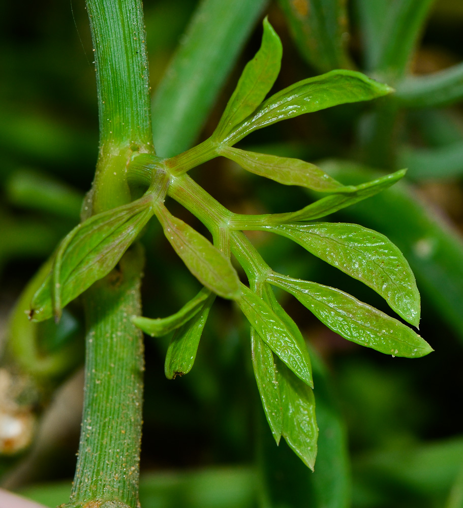 Image of Crithmum maritimum specimen.