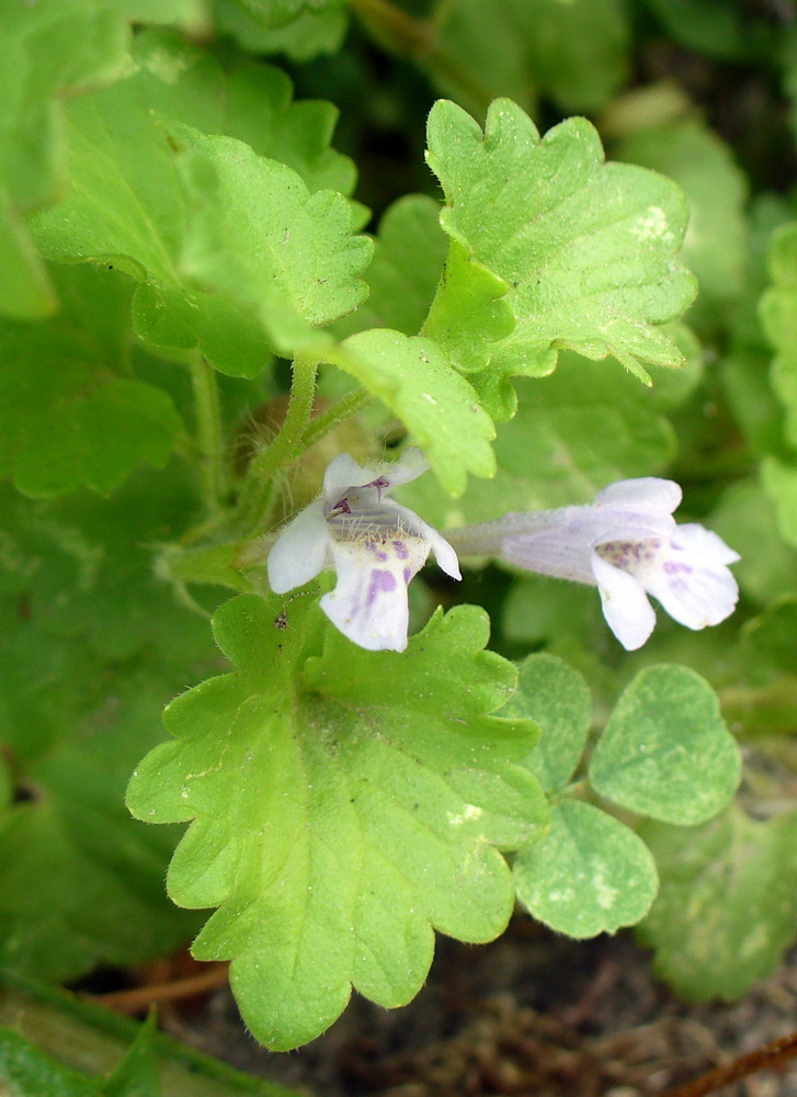 Image of Glechoma hederacea specimen.